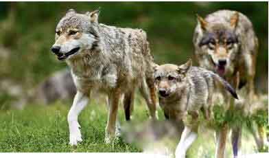 野狼高端招商群可信吗？野狼互助社区是真的吗？